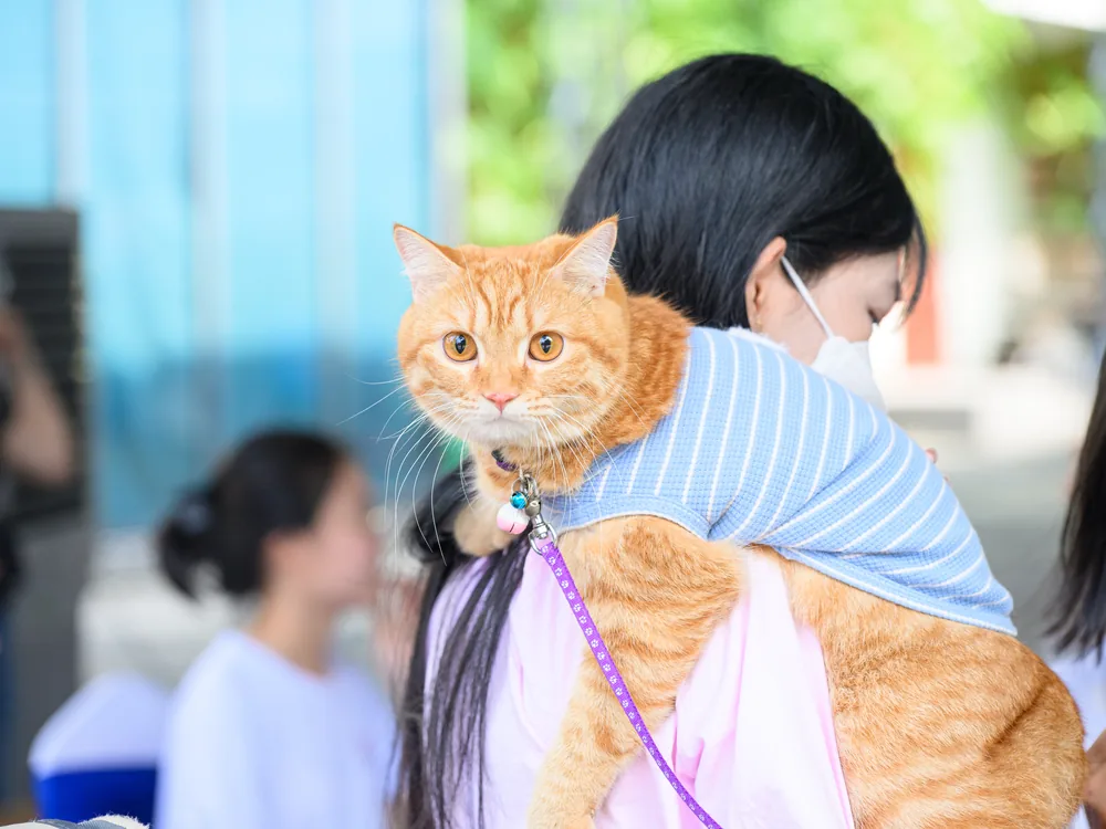 Khoảnh khắc tại Super Pet Fest 2024