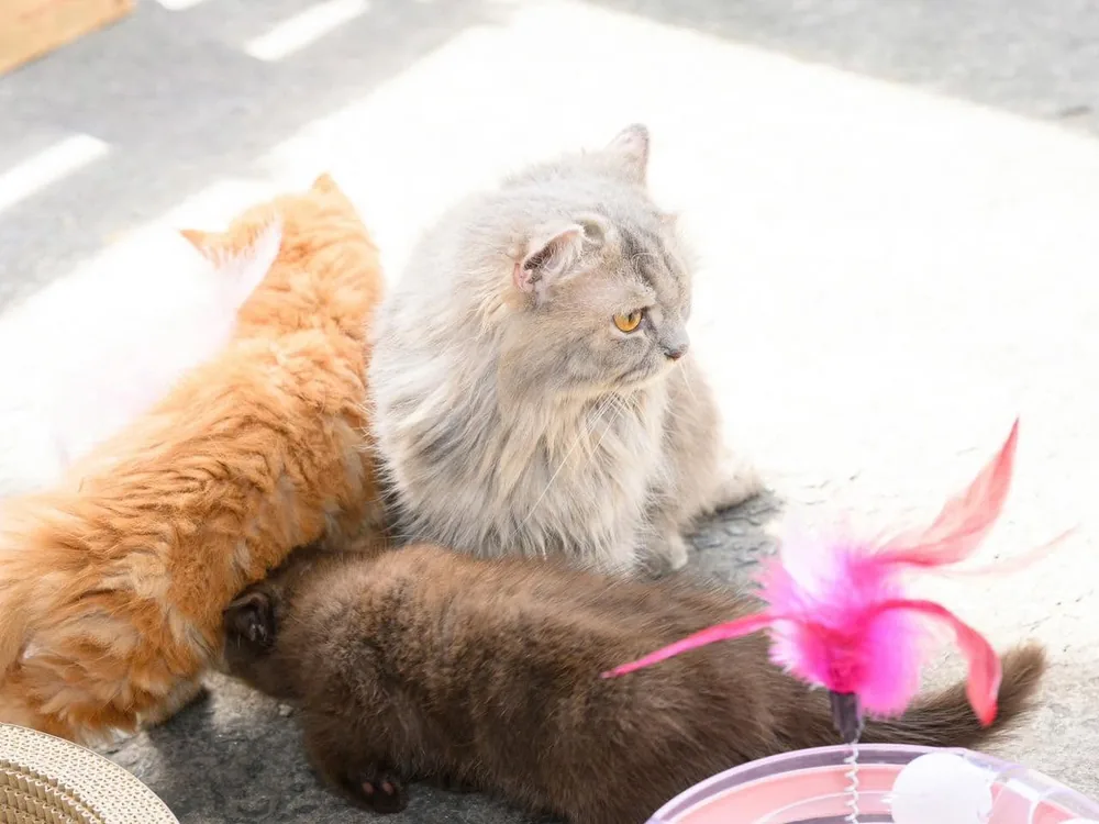 Khoảnh khắc tại Super Pet Fest 2024