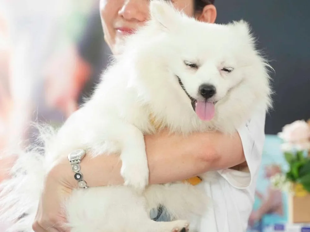 Khoảnh khắc tại Super Pet Fest 2024
