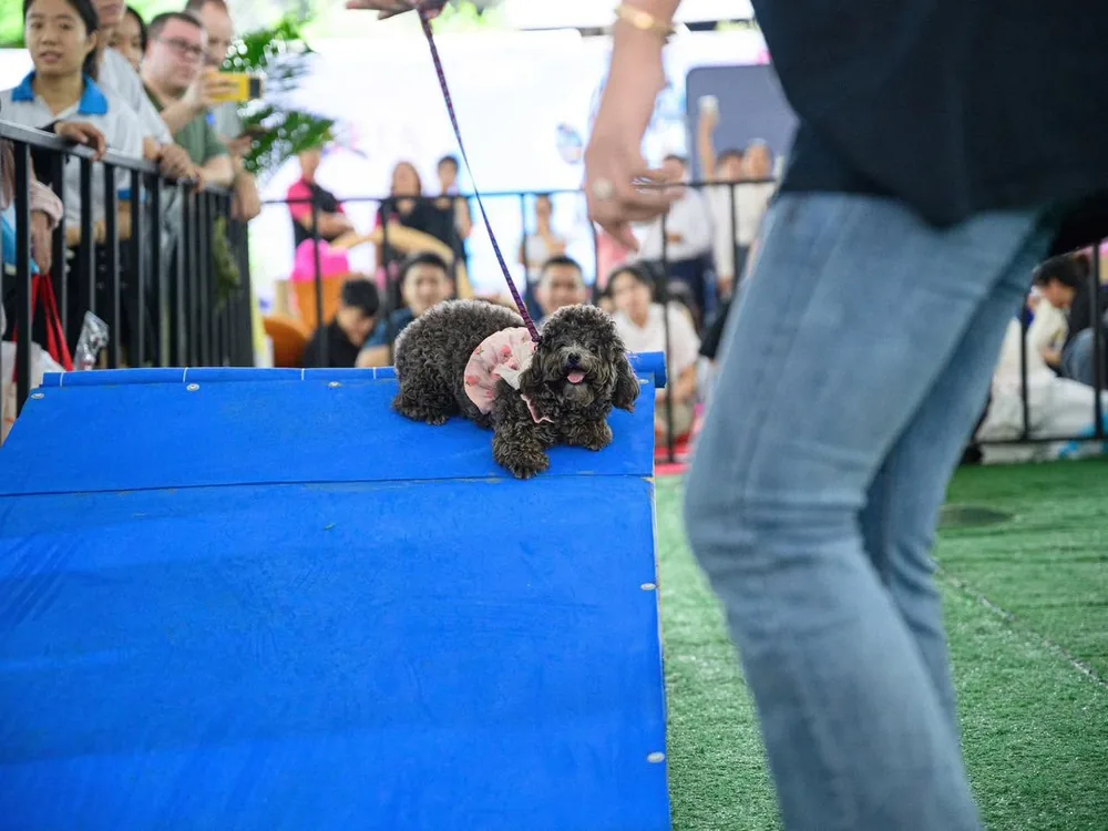 Khoảnh khắc tại Super Pet Fest 2024